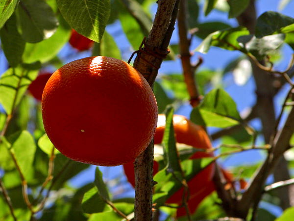 パシフィカをイメージさせる蜜柑の木になるおいしそうなミカン